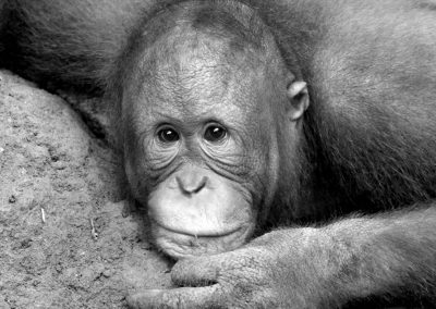 Orangutan, Malaysia | Ⓒ JCNicholson