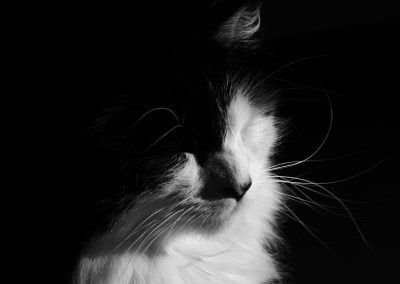 Cat | Ⓒ JCNicholson