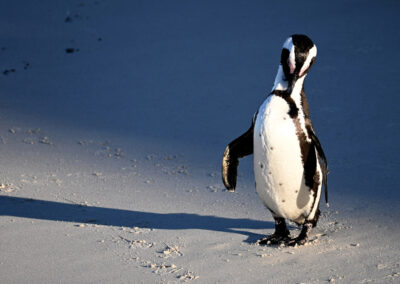 Penguin, South Africa | Ⓒ JCNicholson