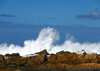 Cormorant, South Africa | Ⓒ JCNicholson